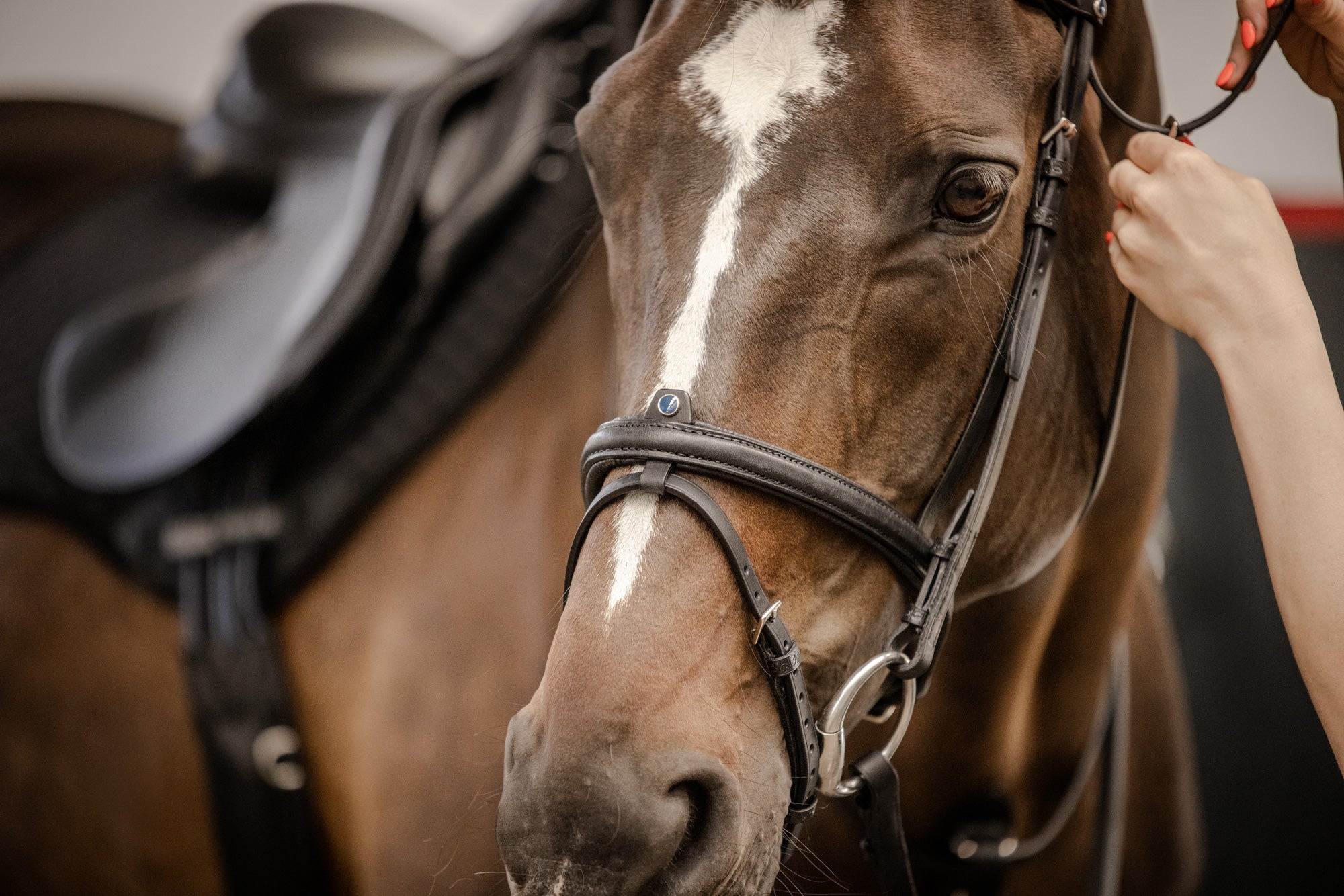 Leitrim Bridle