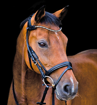Freedom MagicTack Bridle